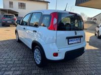 Usata Fiat Panda S 69 CV (50 kW) 2024 Bianco Utilitaria
