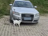 Usata Audi A4 Comfort 163 CV (119 kW) 2005 Grigio Station wagon