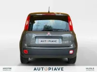 Usata Fiat Panda S 69 CV (50 kW) 2022 Grigio Utilitaria
