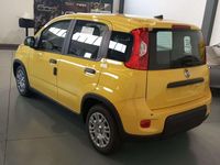 Usata Fiat Panda Red 69 CV (50 kW) 2024 Giallo Utilitaria
