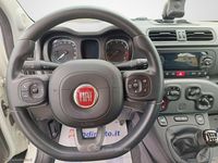 Usata Fiat Panda 4x4 Wild 86 CV (63 kW) 2021 Bianco Utilitaria