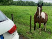 Usata Audi A1 Ambition 90 CV (66 kW) 2013 Bianco Utilitaria