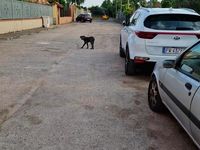 Usata Kia Sportage 132 CV (97 kW) 2022 Bianco SUV