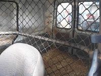 Usata Renault Kangoo 105 CV (77 kW) 2001 Bianco Utilitaria