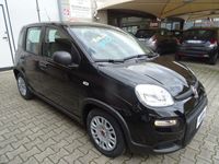 usata Fiat Panda 1.0 1.0 FIREFLY 70 CV S&S HYBRID KM0