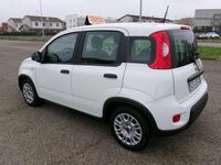 Usata Fiat Panda S 69 CV (50 kW) 2023 Bianco Utilitaria