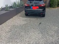 Usata Nissan Qashqai Acenta Premium 116 CV (85 kW) 2014 Nero SUV
