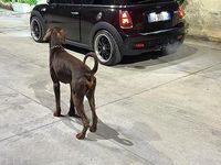 Usata Mini Cooper S 2009 Utilitaria