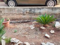 Usata Fiat Punto Evo 75 CV (55 kW) 2010 Verde Utilitaria