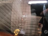 Usata Mercedes 190 122 CV (89 kW) 1988 Beige Berlina