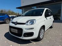 Usata Fiat Panda Easy 69 CV (50 kW) 2020 Bianco Utilitaria