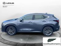 Usata Lexus NX300 Business Edition 243 CV (178 kW) 2023 Grigio SUV