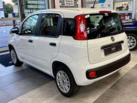 Usata Fiat Panda Easy 69 CV (50 kW) 2020 Bianco Utilitaria