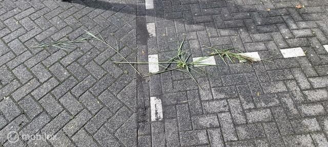 Afbeelding 3/4