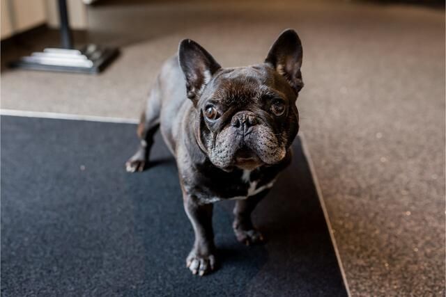 Occasion Mitsubishi ASX Instyle 117 PK (86 kW) 2016 Bruin, metallic lak SUV