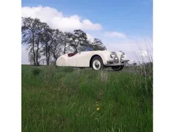 Wit Gebruikt 1950 Jaguar XK Cabriolet | € 57.500