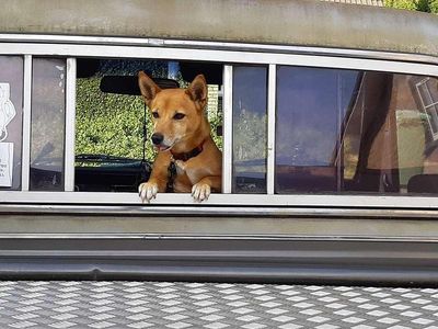 Grijs Gebruikt 1972 Chevrolet C10 Pickup | € 24.999