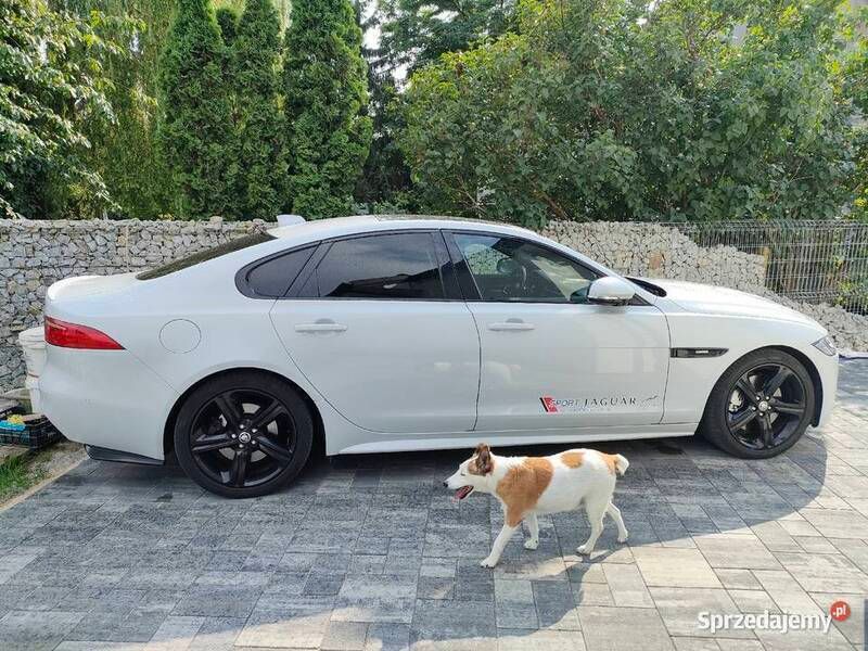 Używany Jaguar XF R-Sport 2016 Biały Sedan/Limuzyna
