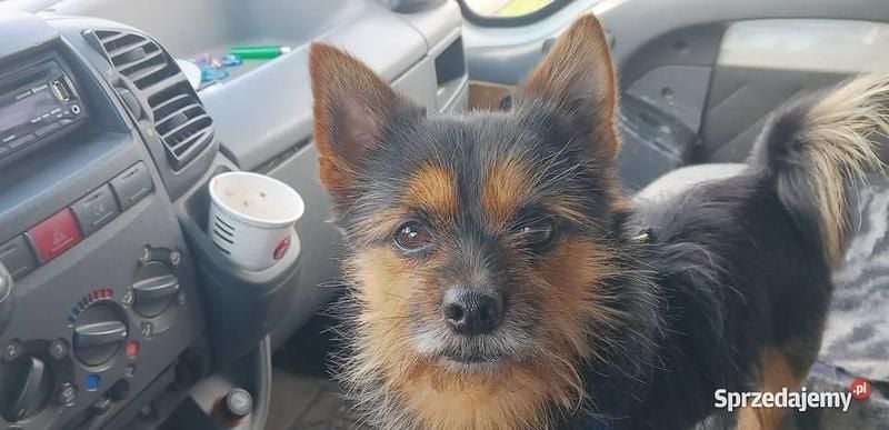 Używany 2003 Fiat Ducato Van | 3000 zł (Uczciwa cena) - Obraz 1/4