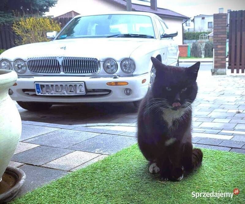 Używany Jaguar XJ 2003 Biały Sedan/Limuzyna