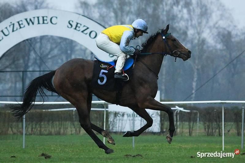 Używany 2006 Nissan Note | 9550 zł (Dość drogi) - Obraz 1/1