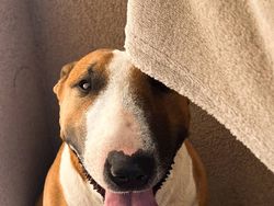 Używany 2010 Chevrolet Aveo | 9500 zł (Drogi)