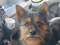 Używany 2003 Fiat Ducato Van | 3000 zł (Uczciwa cena)