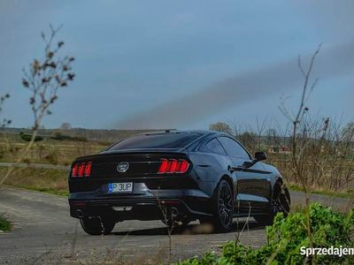 Używany 2015 Ford Mustang GT Performance Edition | 121 000 zł (Drogi)