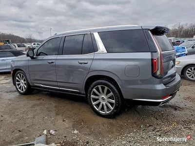 Używany Cadillac Escalade 2020 Szary SUV
