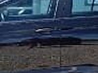 używany Opel Insignia Country Tourer II