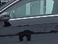 używany Audi A3 1.4 TFSI 122KM* Klimatronic* LED* MMI* Alu x8*