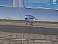 używany Dacia Duster 1.6SCe 115KM COMFORT Salon PL FV23%