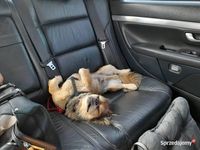 Używany Volvo S80 2007 Srebrny Sedan/Limuzyna