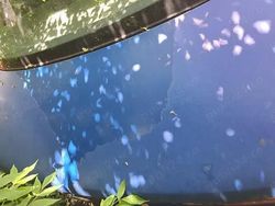 Albastru Utilizat 2008 Fiat Albea Berlinǎ | 3.500 EUR