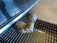 Begagnad Volvo V90 252 HK (185 kW) 2023 Svart Kombi