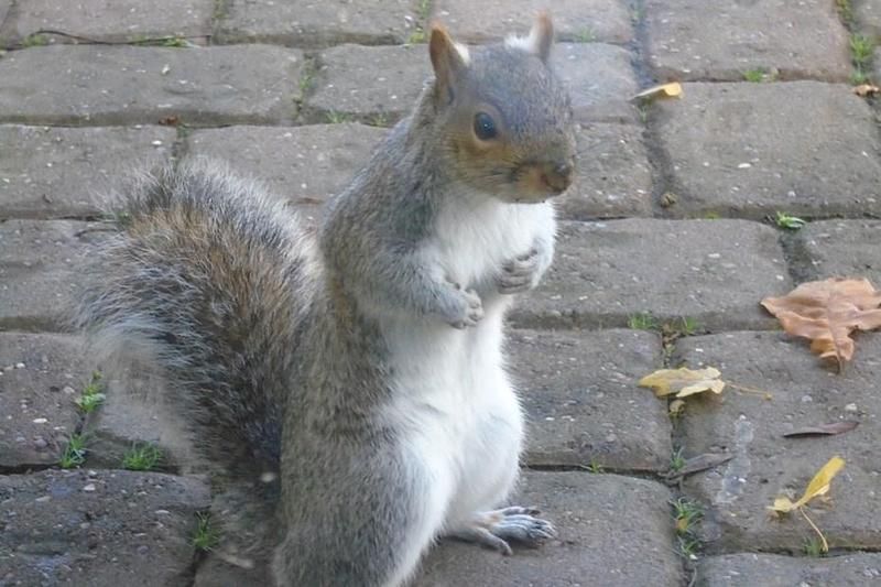 Silver Used 2010 VW Passat Highline Estate | £5,495 (Expensive) - Image 1/1