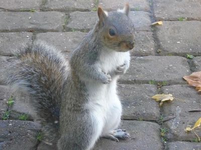 Silver Used 2010 VW Passat Highline Estate | £5,495 (Expensive)