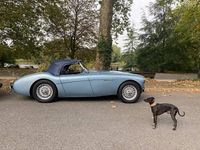 Used Austin Healey 100 95 HP (69 kW) 1954 Blue Cabriolet